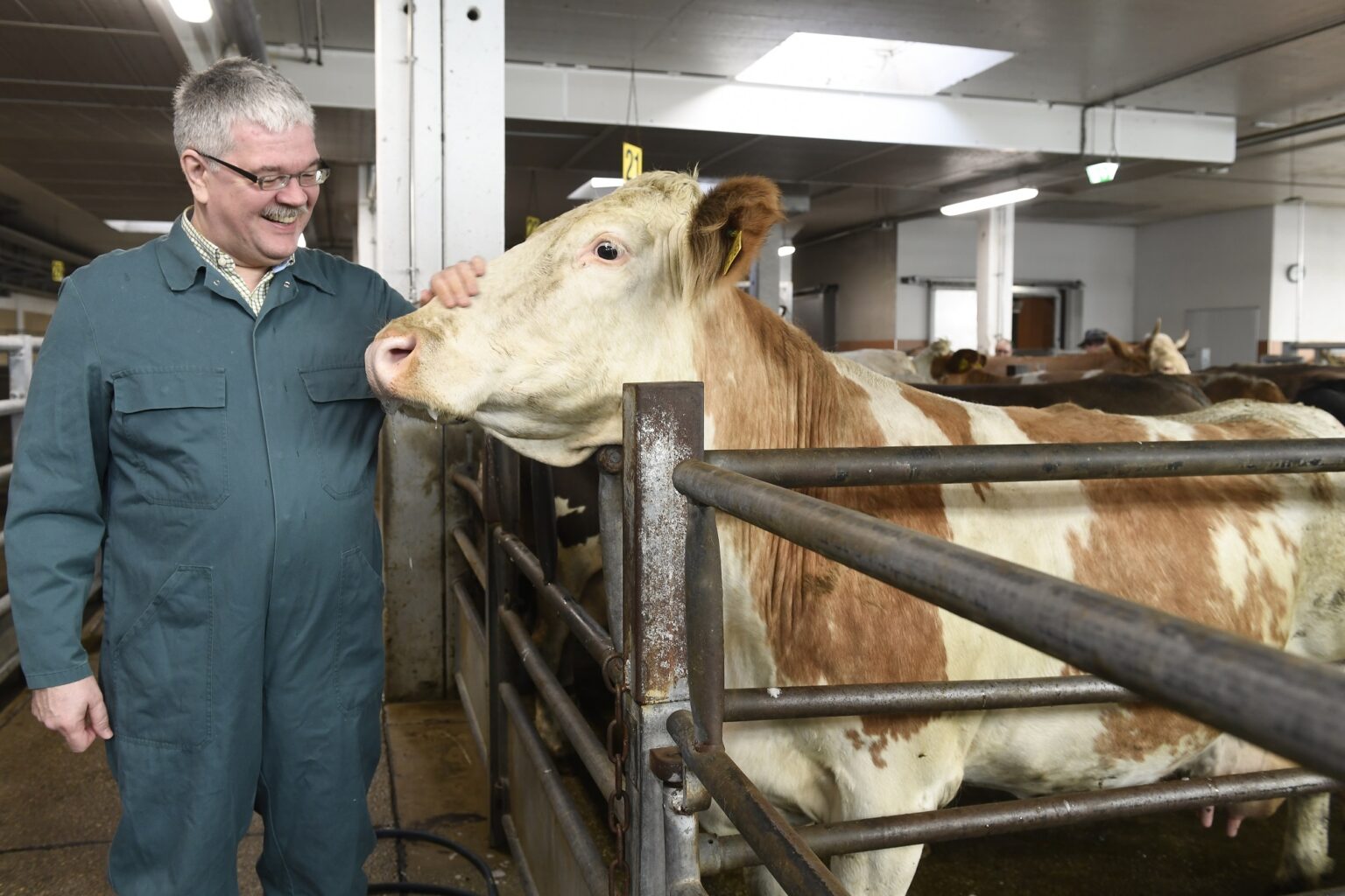 L Rind Tönnies Lebensmittel - Der Weg der Rinder-Schlachtung